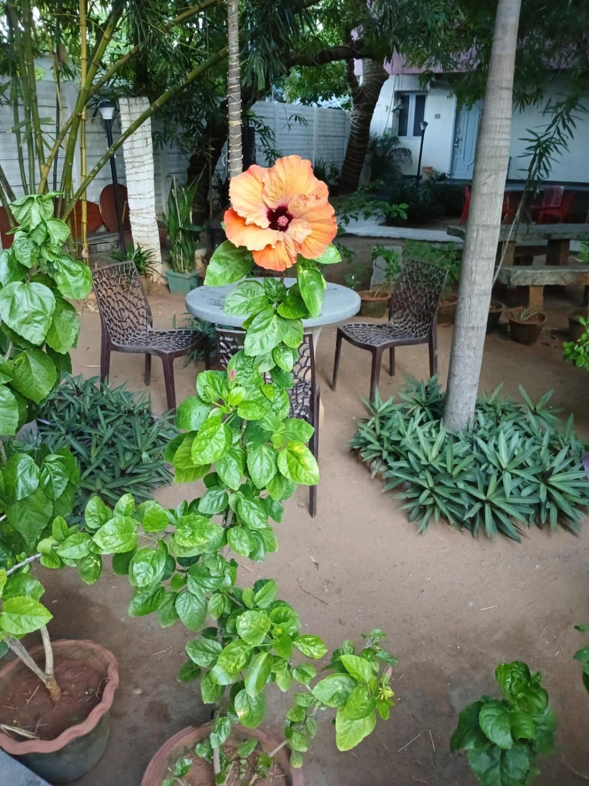 The Well Beach Side Guest House Auroville Exterior foto